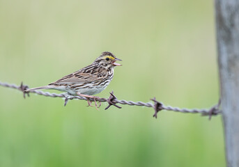Fototapeta premium Savannah Sparrow on Barbed Wire