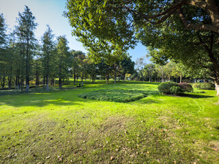 A Peaceful Afternoon in a Lush Green Park Surrounded by Trees