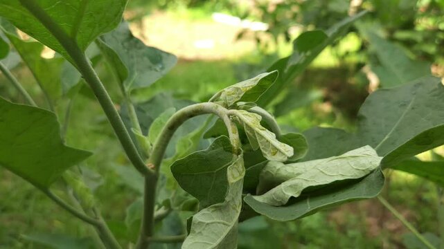  brinjal or baigan plant