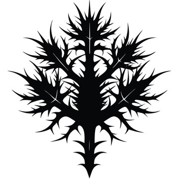 madras thorn  kodbel  silhouette