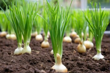 Obraz premium Freshly Harvested White Onions Growing in Garden Bed with Green Leaves and Soil Background, Healthy and Fresh Atmosphere.