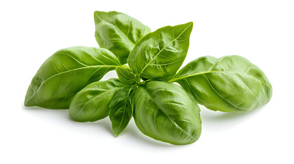 Fototapeta premium fresh basil leaves