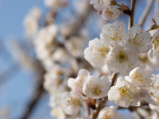 Fototapeta premium Apricot and plum blossoms in full bloom in spring; bees gathering nectar.