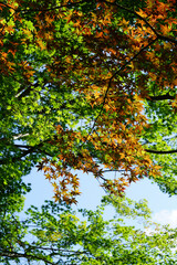 色づき始めた日本楓