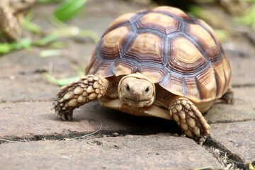 Fototapeta premium African Sulcata Tortoise Natural Habitat,Close up African spurred tortoise resting, cute animal