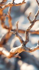 A close-up of intricate, twisting branches showcasing natural textures and forms.