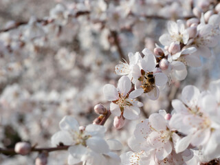 Spring blooming plum blossoms cherry blossoms bees collecting nectar