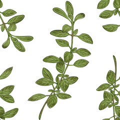 Watercolor seamless pattern with oregano leaves. Natural botanical style. Suitable for packaging, textiles, wallpapers, menus, and culinary design.