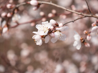 Fototapeta premium Spring blooming plum blossoms cherry blossoms bees collecting nectar