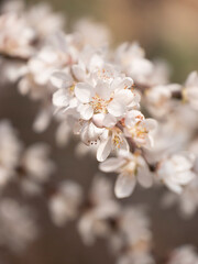 Obraz premium Spring blooming plum blossoms cherry blossoms bees collecting nectar