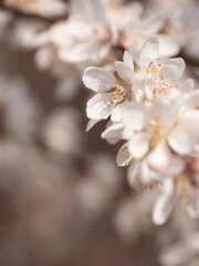 Obraz premium Spring blooming plum blossoms cherry blossoms bees collecting nectar