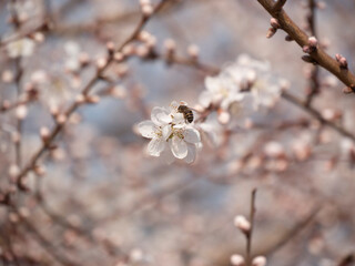 Spring blooming plum blossoms cherry blossoms bees collecting nectar