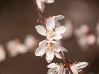 Spring blooming plum blossoms cherry blossoms bees collecting nectar