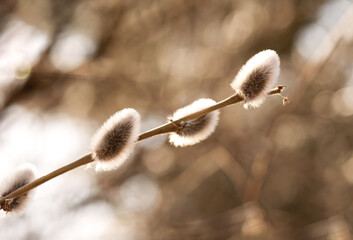 Beautiful willow branches with fluffy flowers outdoors in spring