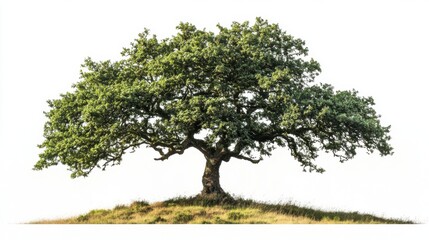 majestic oak tree on a hilltop