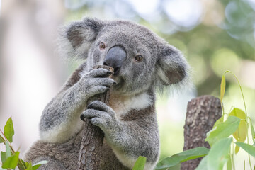 koala in a tree