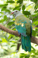 Wompoo Fruit Dove
