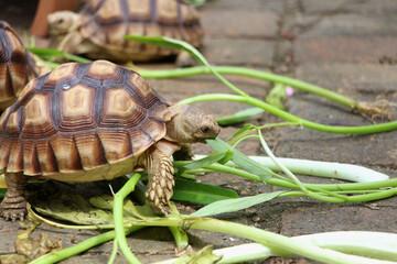 African Sulcata Tortoise Natural Habitat,Close up African spurred tortoise resting, cute animal