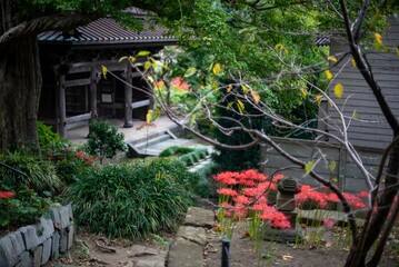鎌倉2410Y　英勝寺1　曼珠沙華