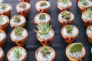 Succulent plants on a table in small pots.
