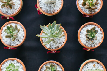 Succulent plants in small pots on a black background.