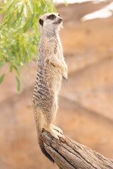 meerkat on guard