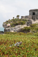 An iguana watches over the ruins of the Mayan Temples of Tulum on the coastline of the Yucatan Jungle