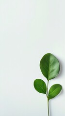 Obraz premium Green Leaf Sprig on White Textured Background Minimalist Botanical Image