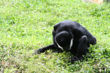 Male Northern white-cheeked gibbon lying in the lawn - Femelles Gibbon &agrave; favoris blancs du Nord assis dans la pelouse