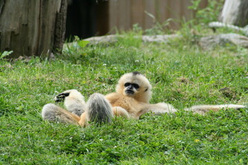 Female Northern white-cheeked gibbon lying on their backs in the lawn - Femelles Gibbon à favoris blancs du Nord allongées sur le dos dans la pelouse