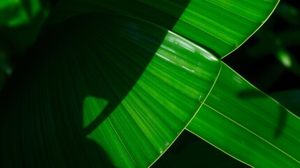 Detailed Close-Up of Vibrant Green Tropical Leaves with Textured Patterns and Light Shadows