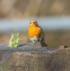 European Robin Perched on Wood
