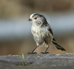 Long-tailed Tit Perched