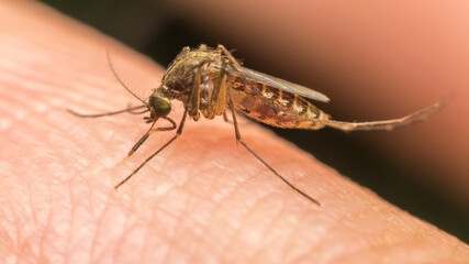 Macro of mosquito (Aedes aegypti) sucking blood