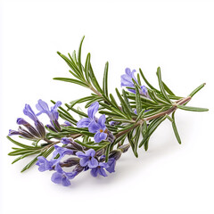 A single sprig of fresh rosemary with delicate purple flowers isolate on white background 