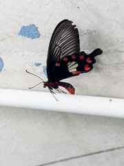 A beautiful butterfly is next to the wall.