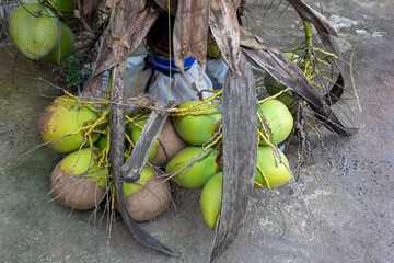 Coconut Tree Growing Through Upper Floor Concrete in Urban Construction