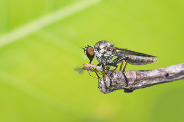 Macro of fly (Robber Fly, Asilidae, Predator) insect