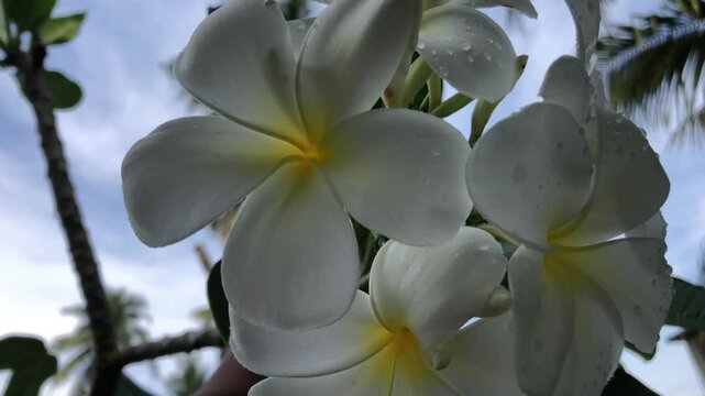 A close-up view of white frangipani flowers.