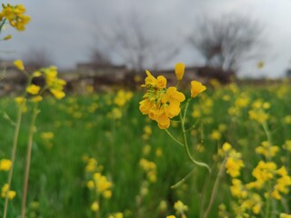 Fototapeta premium Rapeseed, Brassica or oilseed rape yellow flowers in a field