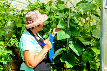 Elderly Female Farmer Tending Plants on a Rural Garden Plot