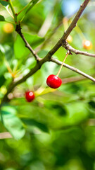 Red Ripe Cherry Berry on the Branch