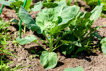 Young Head of Cabbage in the Garden Bed