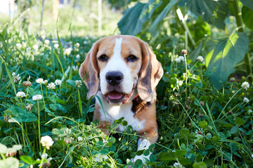 Beagle dog resting on green grass in summer meadow. Hot sunny day.