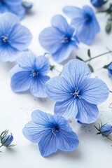 Close Up of Delicate Blue Flowers on a Soft White Background for Nature and Floral Imagery