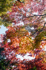 秋の善峯寺　境内の紅葉　京都市西京区