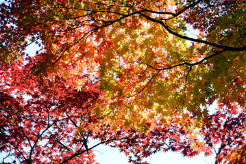 秋の善峯寺　境内の紅葉　京都市西京区
