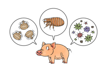 豚と寄生虫(ダニ、ノミ、病原菌)