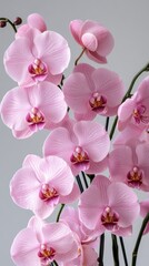 The orchid flower