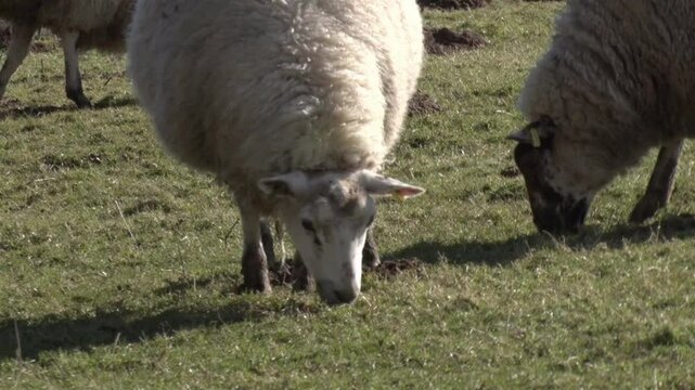 Closeup of grazing Sheep. Winter. Dyfed. Wales. UK